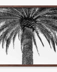 The Queen Palm