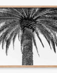 The Queen Palm
