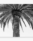 The Queen Palm