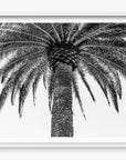 The Queen Palm