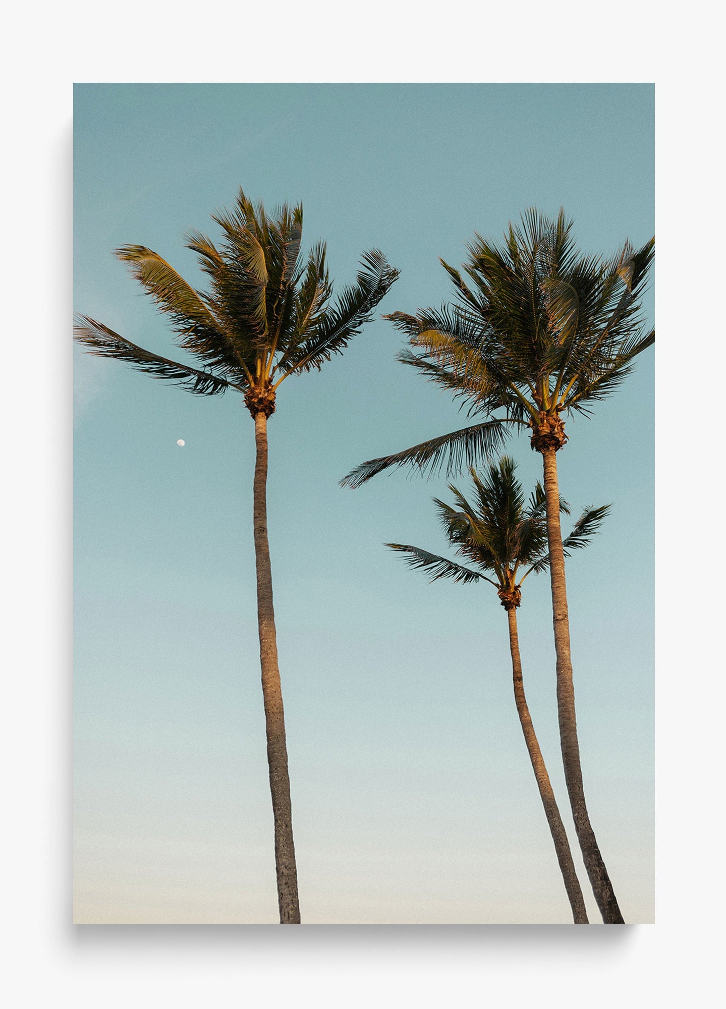 Palm Beach