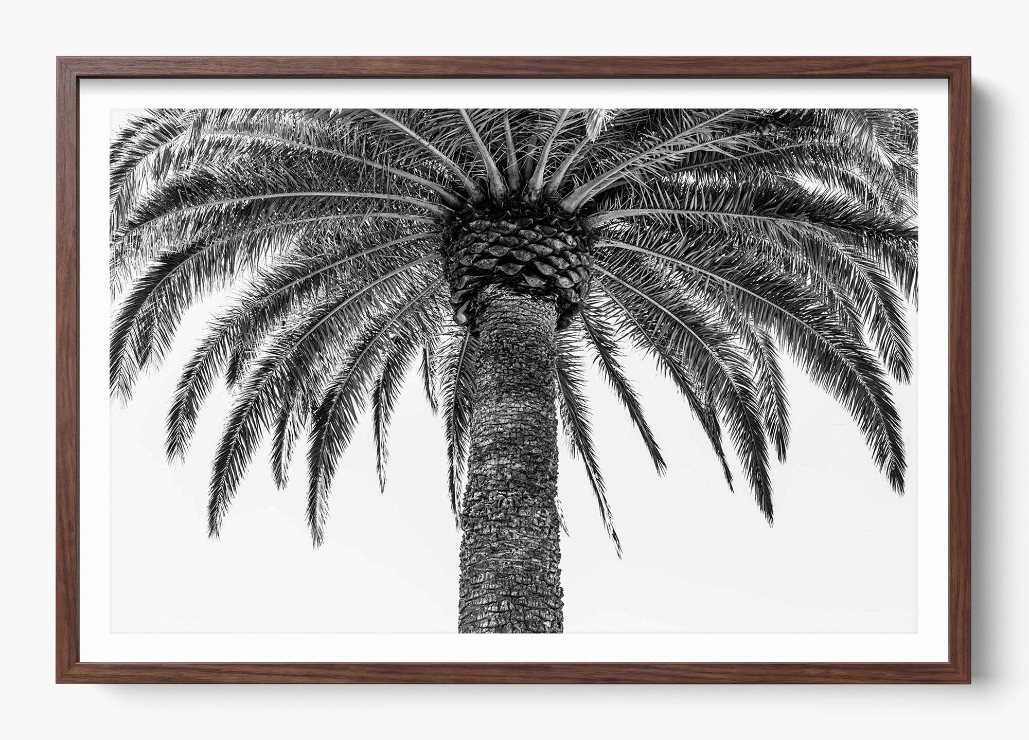 The Queen Palm