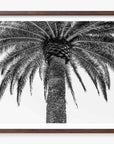 The Queen Palm