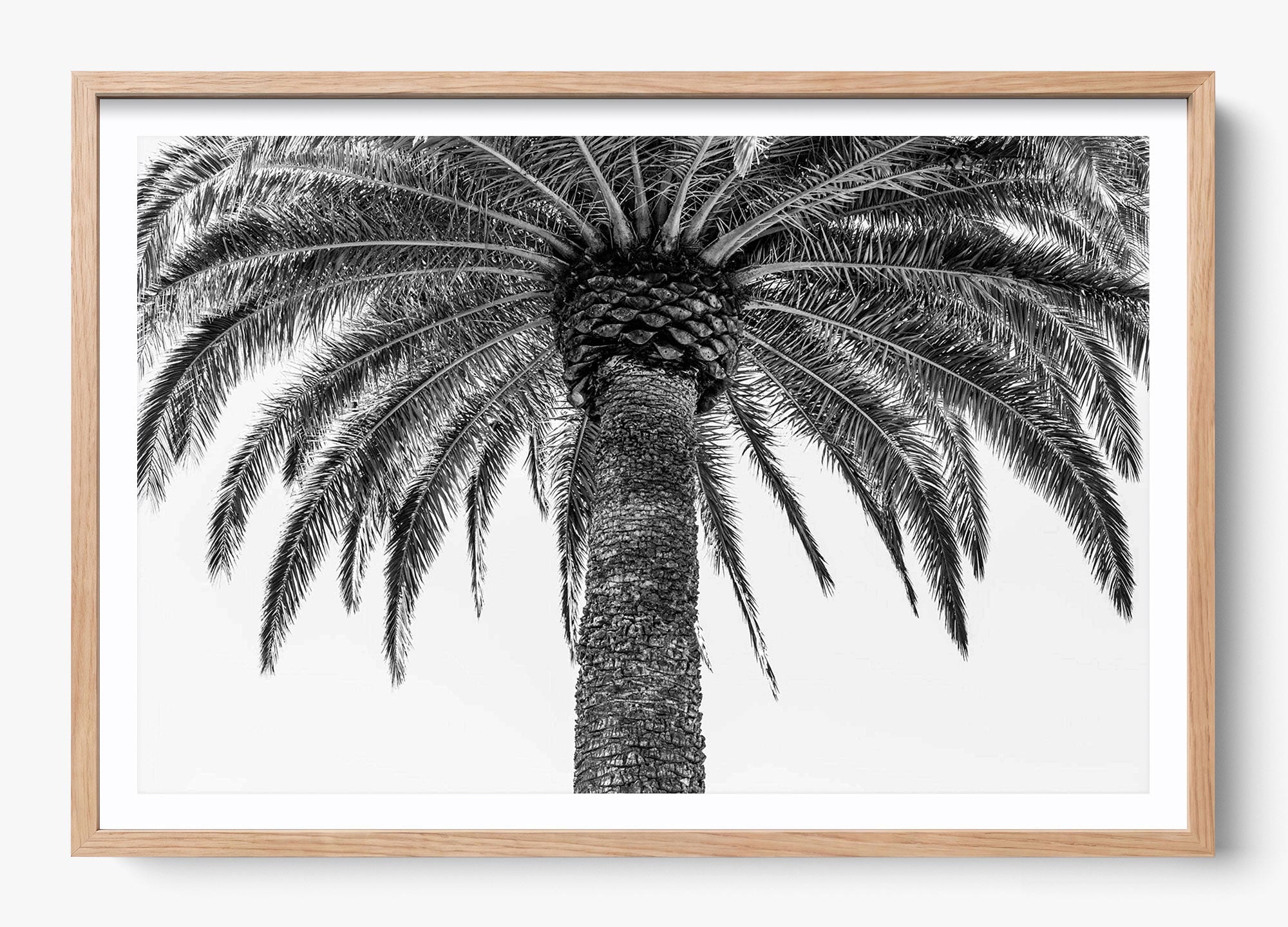The Queen Palm
