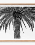 The Queen Palm