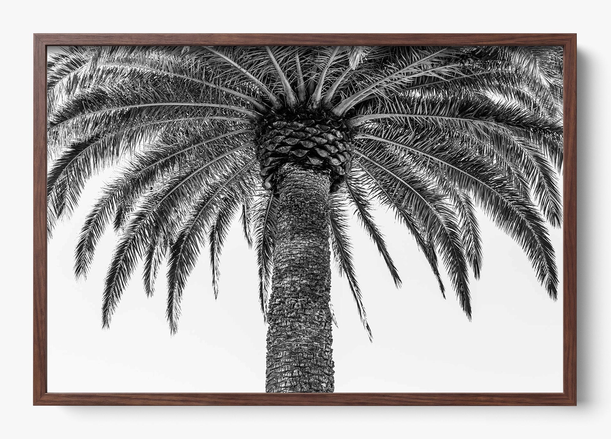 The Queen Palm
