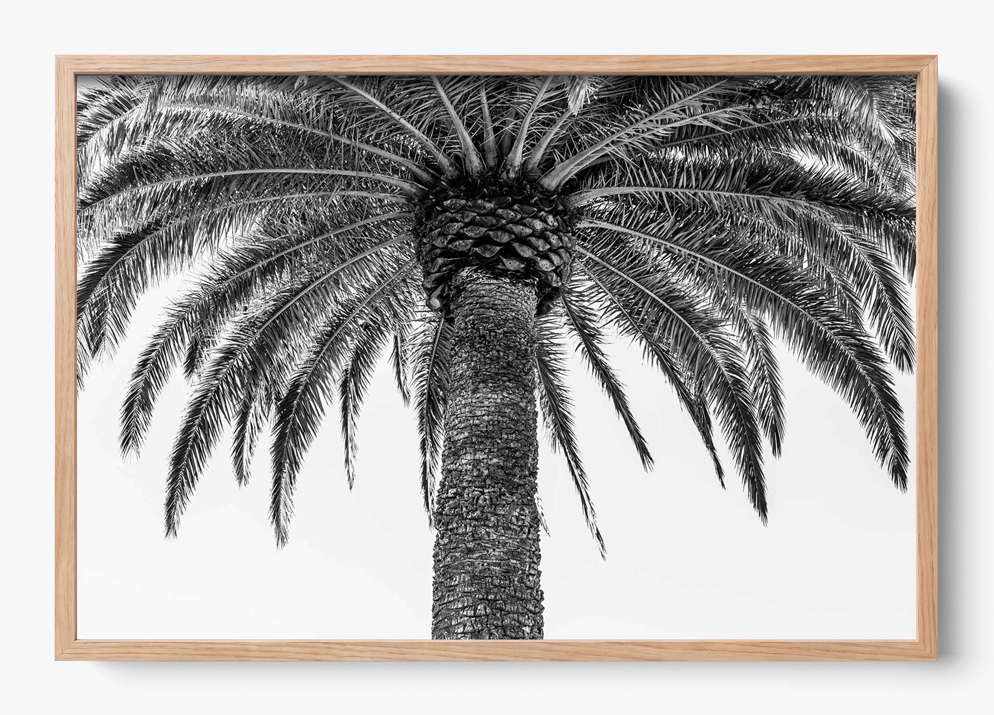 The Queen Palm
