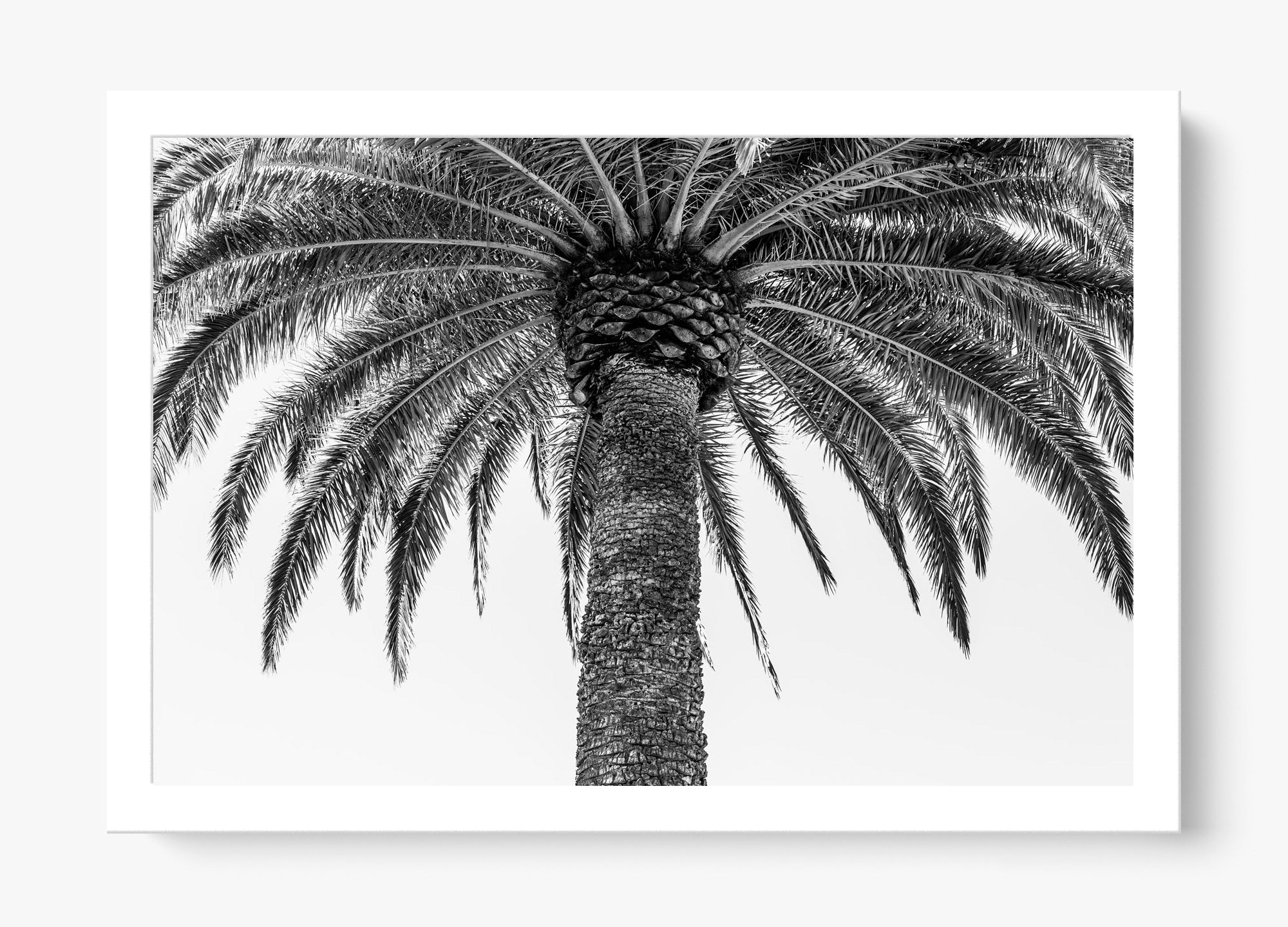 The Queen Palm