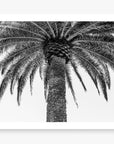 The Queen Palm