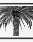 The Queen Palm