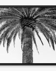 The Queen Palm